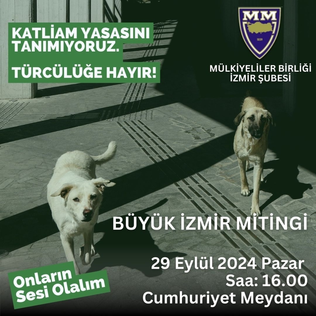 Sokak Hayvanları İçin Mücadele Çağrımız