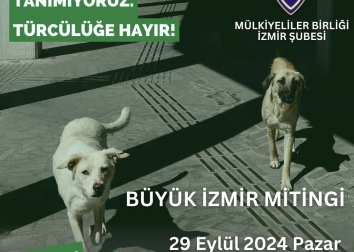 Sokak Hayvanları İçin Mücadele Çağrımız