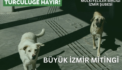 Sokak Hayvanları İçin Mücadele Çağrımız